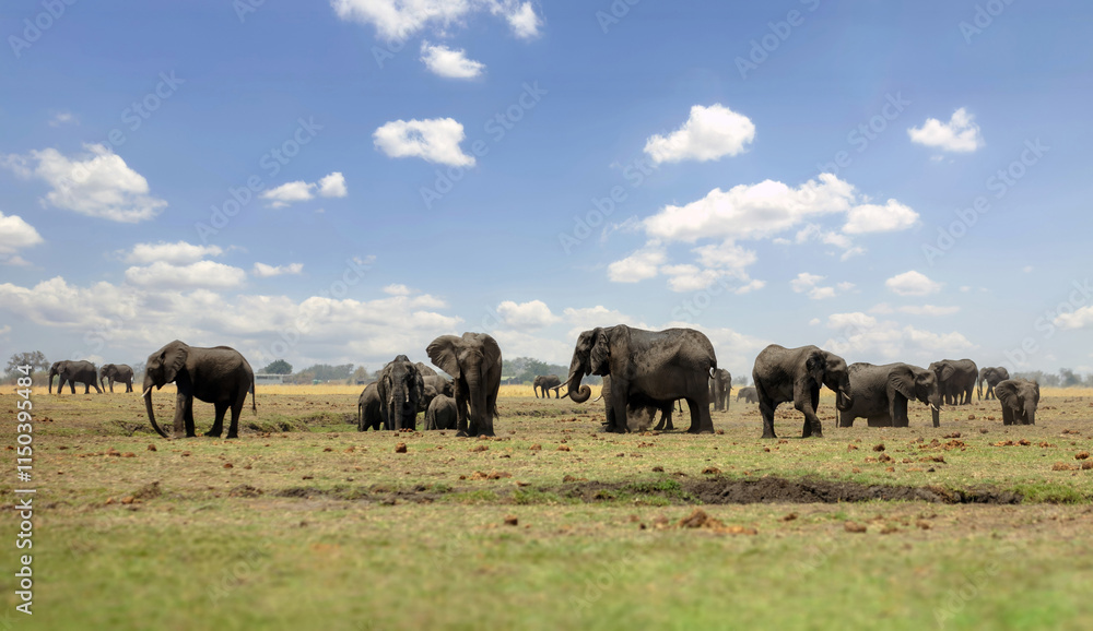 African elephants herd in Chobe National Park in Botswana Africa, African elephants herd in Chobe National Park in Botswana Africa,