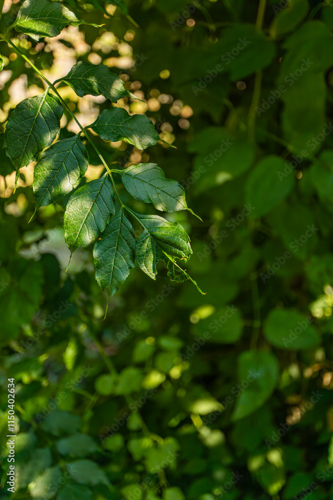 Close-up of branch with green leaves illuminated by sunlight, with blurred green plants background in a natural environment.
Close-up of branch with green leaves illuminated by sunlight, with blurred green plants background in a natural environment.