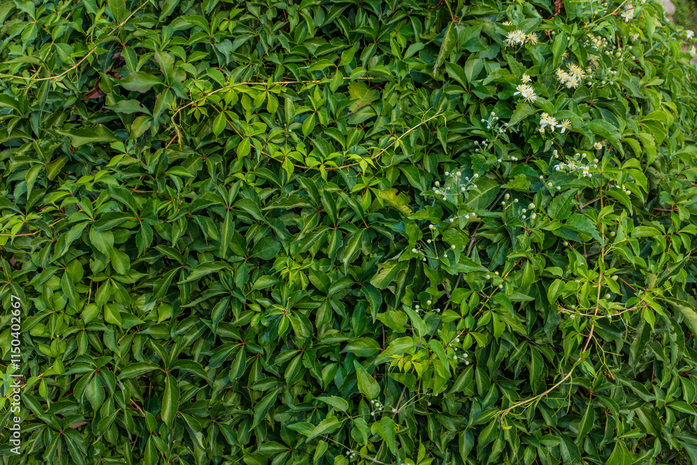 Dense wall of lush green leaves with small white flowers and buds growing on a garden hedge.
Dense wall of lush green leaves with small white flowers and buds growing on a garden hedge.