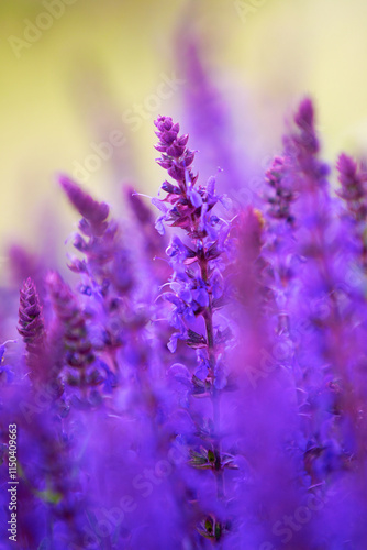 Closeup of vibrant purple flowers in a meadow. Concept of nature, beauty, and the elegance of floral textures. Floral background