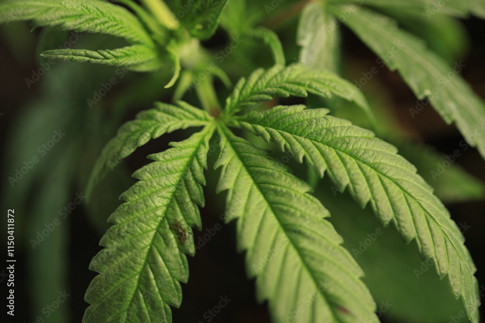 hemp plant medical cannabis pot growing home hemp plant medical cannabis pot growing home