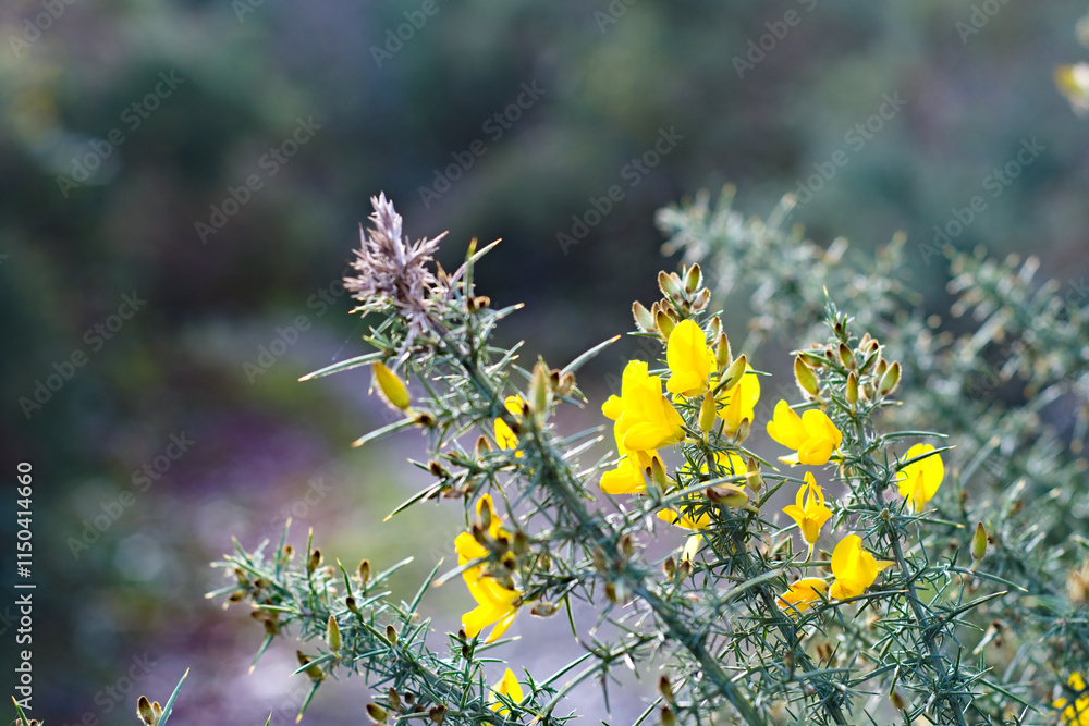 Gorse bush with yellow flowers. Wild plants as seen on countryside walks or rambling. Gorse bush with yellow flowers. Wild plants as seen on countryside walks or rambling.