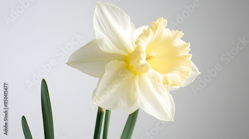 A pale yellow daffodil with a soft ruffled trumpet gently leaning in the spring breeze. photo