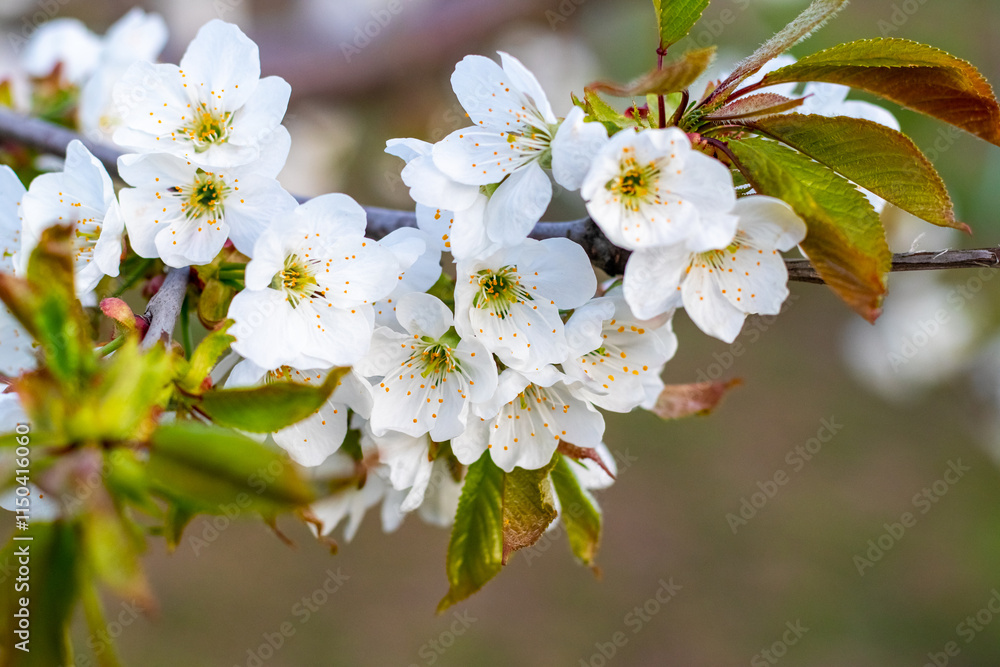 cherry blossom, white cherry flowers on a tree branch cherry blossom, white cherry flowers on a tree branch