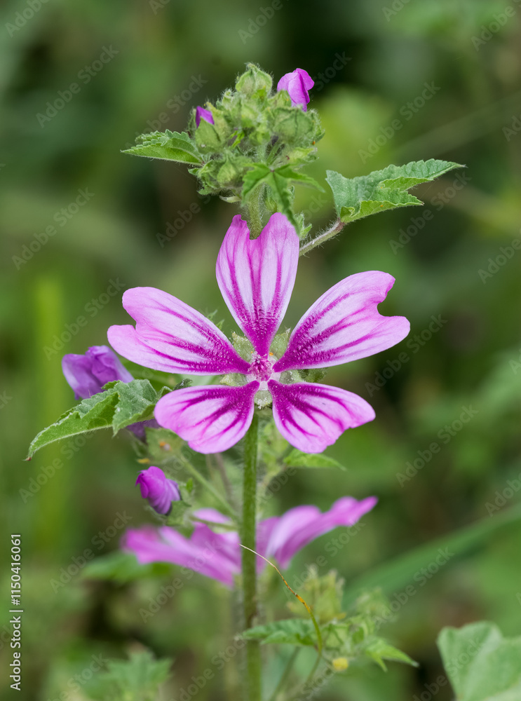 peaceful flowers and natural environment in nature peaceful flowers and natural environment in nature