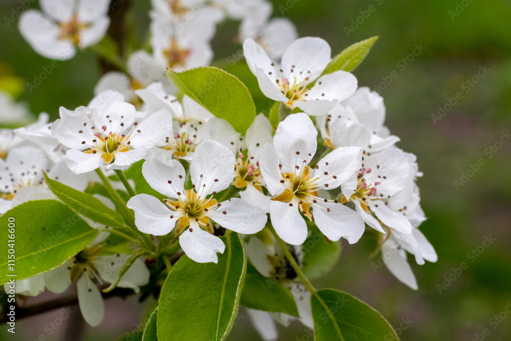 Obraz premium pear blossom, white pear flowers on a tree branch