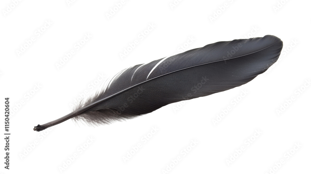 Black feather, transparent background Black feather, transparent background