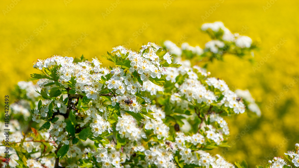 Obraz premium hawthorn bush with white flowers on a yellow background, hawthorn blossom