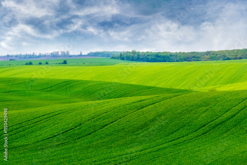 spring landscape with green fresh juicy grass in the field and cloudy sky in sunny weather photo