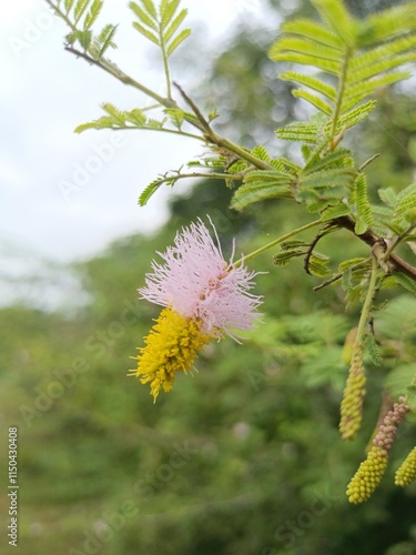 Dichrostachys Cinerea in Natural Habitat photo