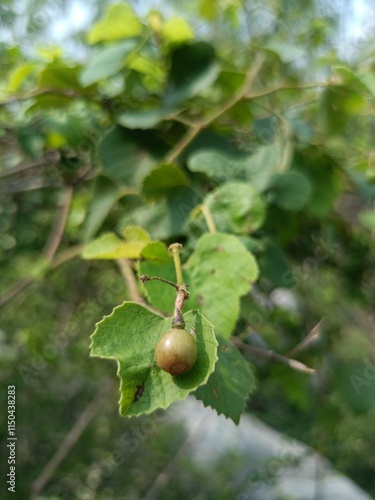 Flacourtia Indica Tree with Green Leaves and Fruits. photo