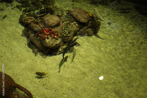 mineral Canaphite is red in the shape of a flower. Stone flower in the aquarium