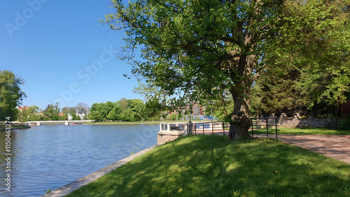 Lush green deciduous tree on fresh grass lawn and empty pedestrian promenade on embankment of Upper Lake - artificial city pond at sunny spring day. With no people modern urban environment landscape. photo