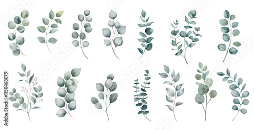 Eucalyptus watercolor leaf branche. Set watercolor herbal elements isolated on white background.
