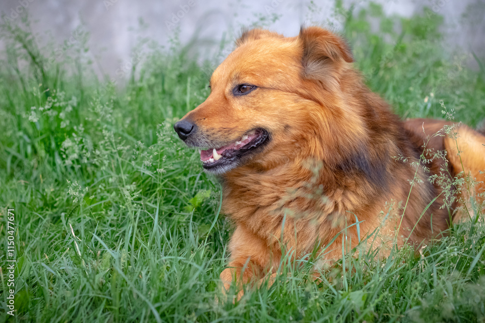 The brown fluffy dog with its mouth open is resting in the garden on the grass The brown fluffy dog with its mouth open is resting in the garden on the grass