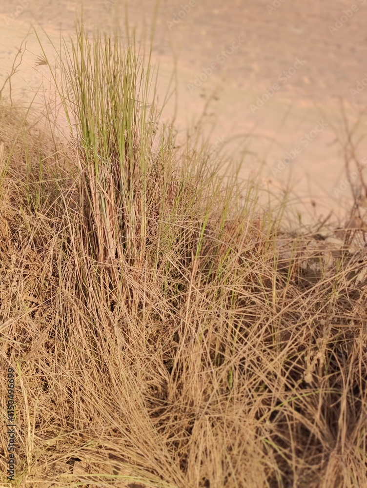 grass in the wild, closeup of photo, grass in the wild, closeup of photo,
