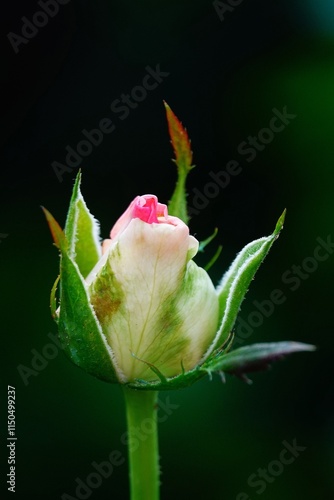 A beautiful  rose in full bloom, surrounded by blurred greenery. The delicately layered petals reveal bright, warm colors, with natural gradations.