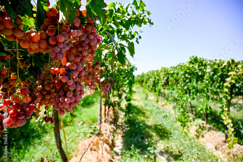 Red grapes hanging on vine in grape farm  in Manisa ( Akhisar, Alasehir, Kula, Salihli and Alasehir )  on Vineyard on shed very good sweet taste nutritional healthy . Red globe grapes read for wine. photo