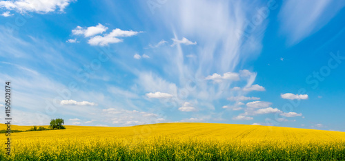 picturesque spring landscape with yellow rapeseed flowers in the field and blue sky with white strangely shaped clouds photo