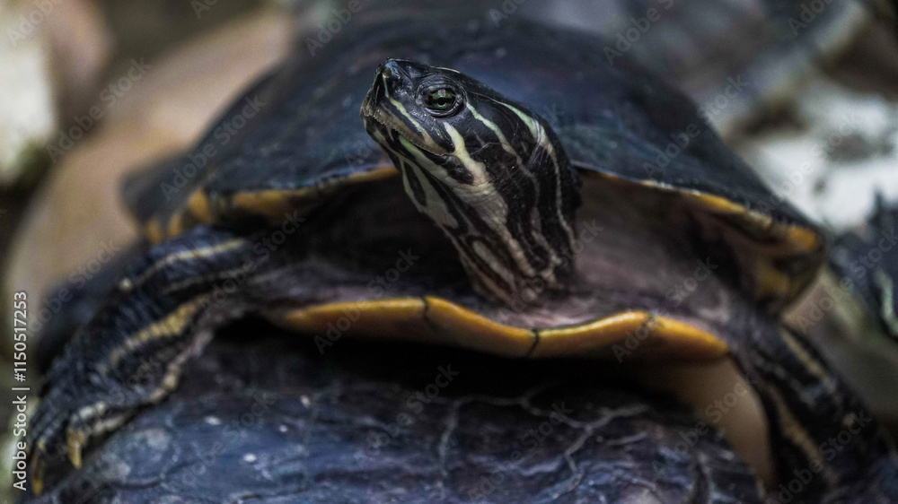 Fototapeta premium As tartarugas são répteis conhecidos pelo seu casco duro, que serve de proteção contra predadores. Habitam ambientes terrestres, aquáticos e marinhos, alimentando-se de plantas.