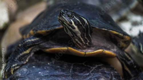 As tartarugas são répteis conhecidos pelo seu casco duro, que serve de proteção contra predadores. Habitam ambientes terrestres, aquáticos e marinhos, alimentando-se de plantas. photo