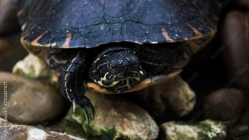 As tartarugas são répteis conhecidos pelo seu casco duro, que serve de proteção contra predadores. Habitam ambientes terrestres, aquáticos e marinhos, alimentando-se de plantas. As tartarugas são répteis conhecidos pelo seu casco duro, que serve de proteção contra predadores. Habitam ambientes terrestres, aquáticos e marinhos, alimentando-se de plantas.