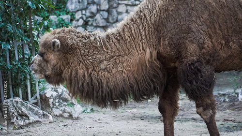 Os camelos são mamíferos adaptados a climas áridos, conhecidos pelas suas corcovas que armazenam gordura, permitindo-lhes sobreviver longos períodos sem comida e água. photo