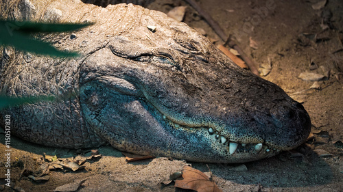 Os crocodilos são répteis semi-aquáticos, conhecidos pelo seu corpo robusto, mandíbulas poderosas e pele escamosa