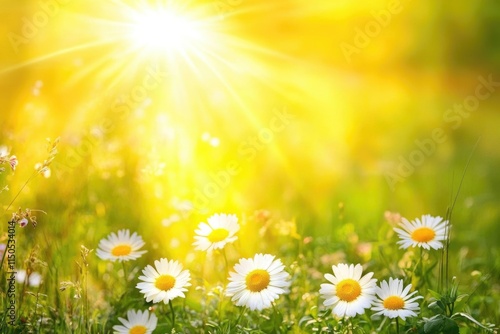 Golden Meadow Glow: Sunlight Streaming Through Grass at Dusk, Capturing the Essence of Warm Summer Joy