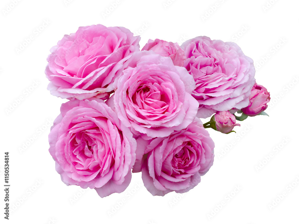 Fototapeta premium Bouquet of pink roses isolated on white background