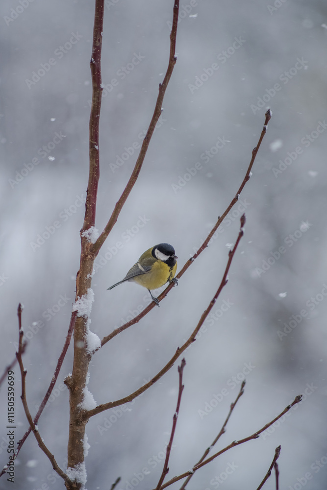 Great tit bird during snowfall in winter. Caring for birds during cold snowy weather. Fauna of Europe and ornithology Great tit bird during snowfall in winter. Caring for birds during cold snowy weather. Fauna of Europe and ornithology