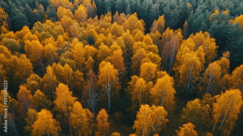 Autumn Forest Canopy - A Golden Vista photo