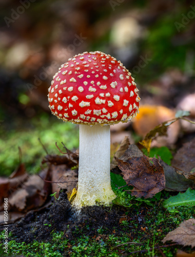 Obraz na płótnie Red fly agaric musroom w salonie