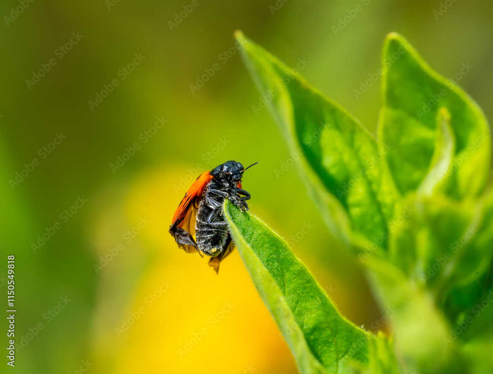 Ladybug crawling on a green leaf