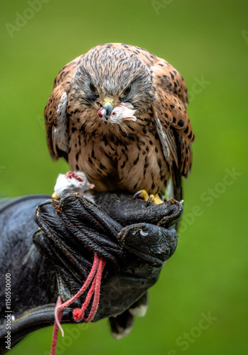 Obraz na płótnie Falcon sitting on the hand of the faloncer w salonie