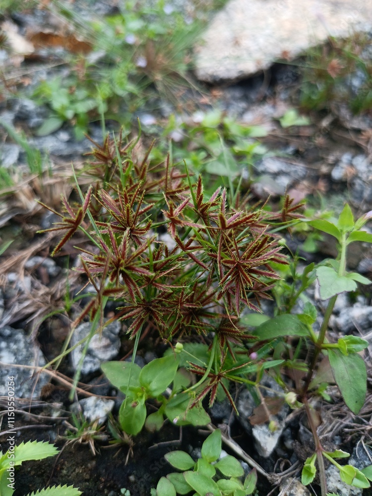 Fototapeta premium Climacium Dendroides – Tree-Like Moss in Natural Habitat.