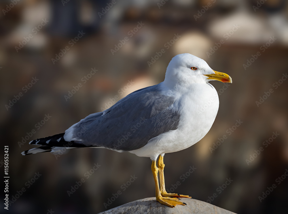 Fototapeta premium Le goéland