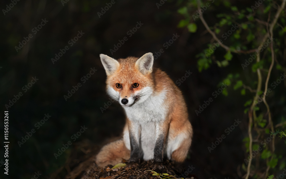 Portrait of a cute red fox sitting on a tree in a forest at night Portrait of a cute red fox sitting on a tree in a forest at night
