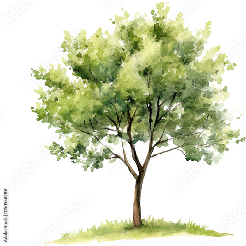 Tree watercolor isolated on a transparent background, empty blank png background
