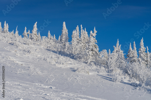Wallpaper Mural Winter landscape with snow-covered fir trees on a mountain slope against a blue sky. Torontodigital.ca