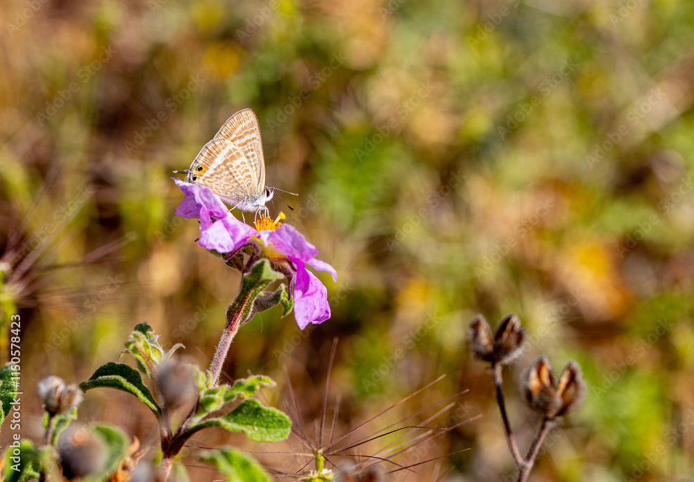 Lampides butterfly (Lampides boeticus) on the plant