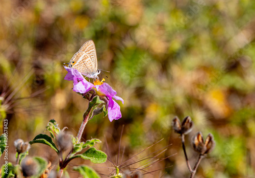 Obraz na płótnie Lampides butterfly (Lampides boeticus) on the plant w salonie
