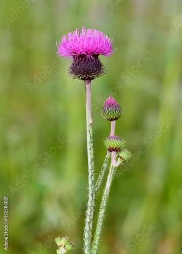 natural thorns, purple flowering thorn photos photo