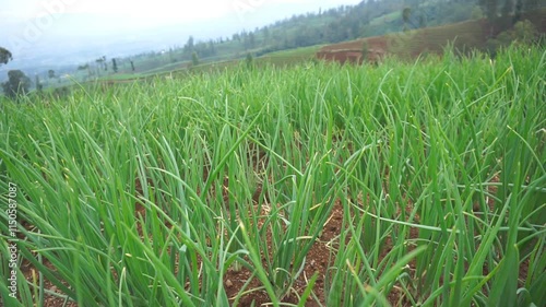 Red Onion Plantation or with the Latin name Allium Ascalonicum in the Garden