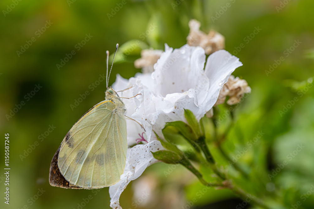 Greater White Angel butterfly (Pieris brassicae)