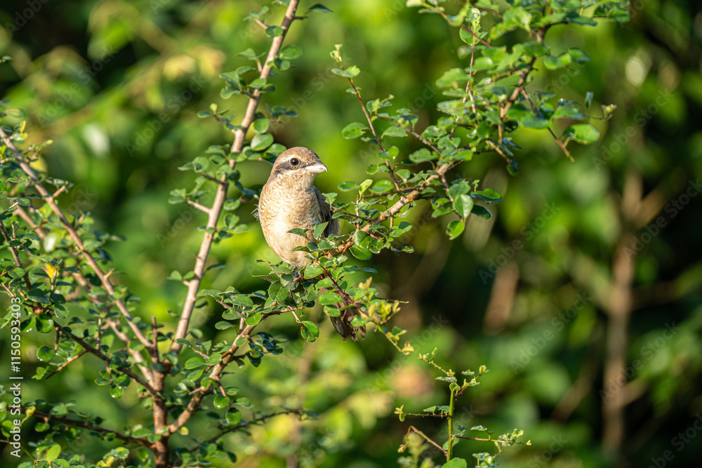 Obraz premium Bird (Brown shrike, Lanius cristatus) mainly brown on the upper parts and the tail is rounded the black mask and has a white brow over it perched on a tree in a nature wild