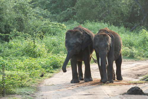Walking elephants at National Park,in srilanka 
