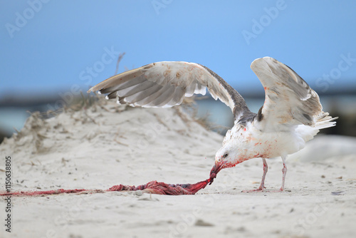 mantelmöwe larus marinus