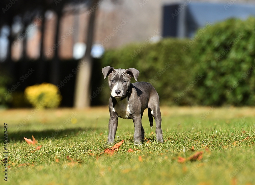 un perro cachorro de raza american stafford en un parque un perro cachorro de raza american stafford en un parque