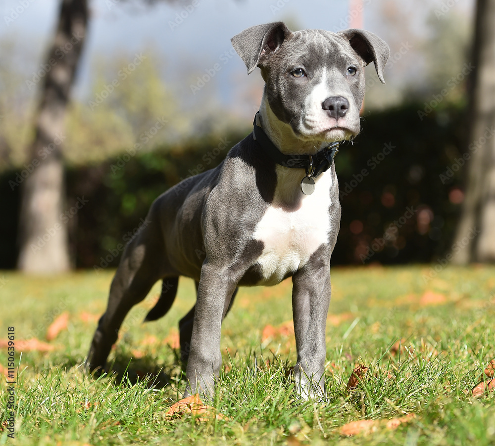 un perro cachorro de raza american stafford en un parque un perro cachorro de raza american stafford en un parque